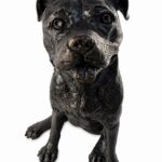 Staffordshire Bull Terrier Figurine Urn Black Resin Finish