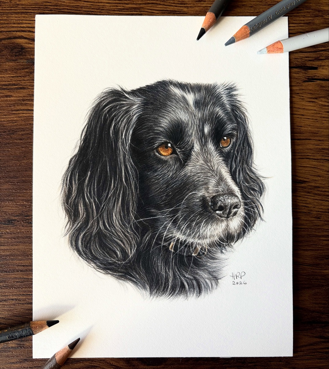 Pet Portrait
