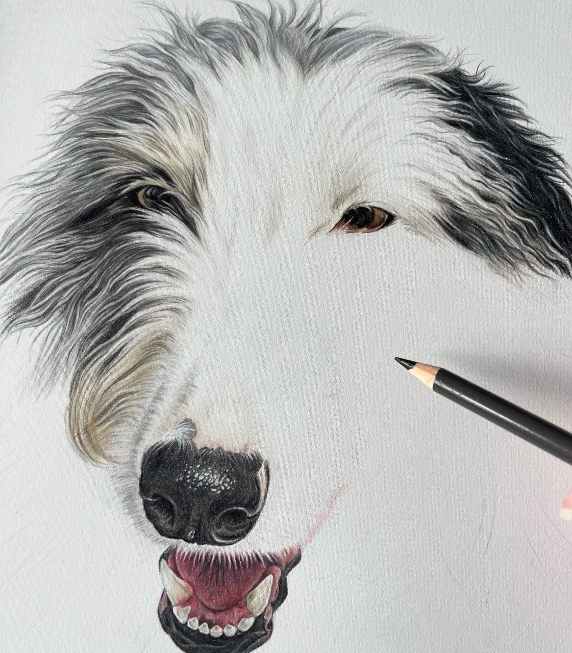 Pet Portrait