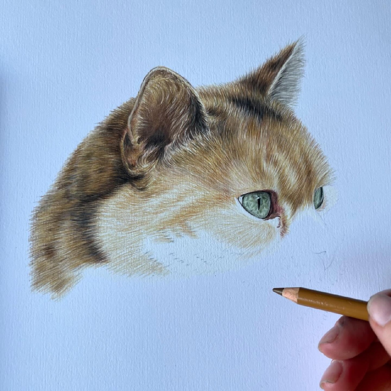 Pet Portrait