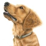 Pet Portrait