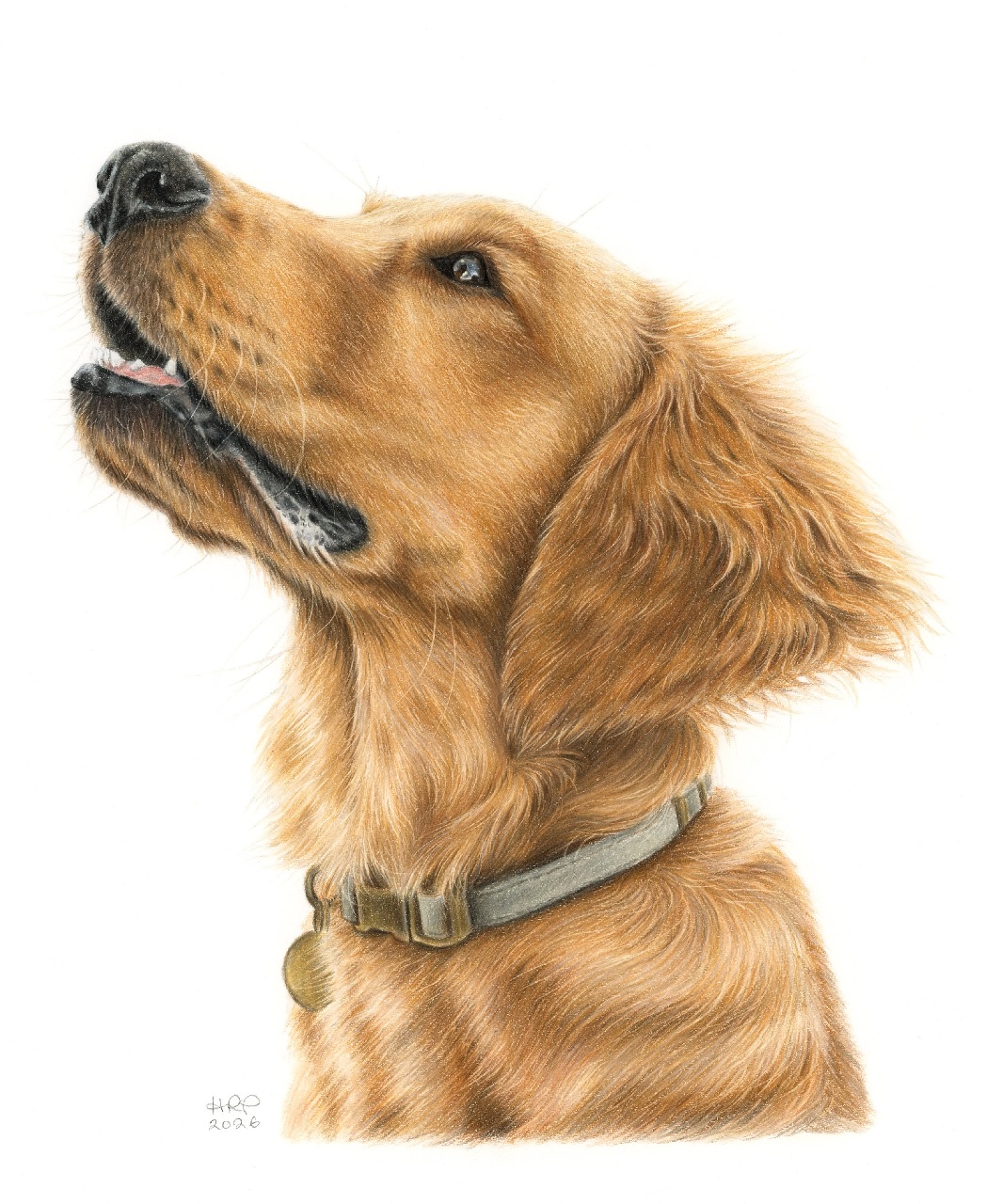 Pet Portrait