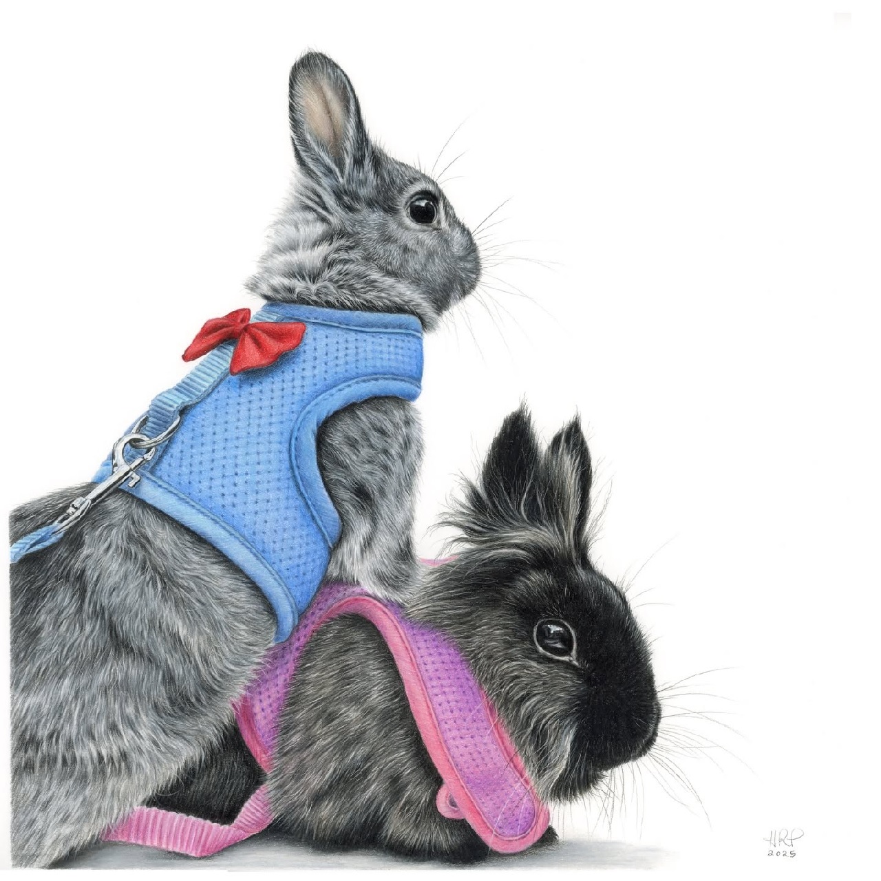 Pet Portrait